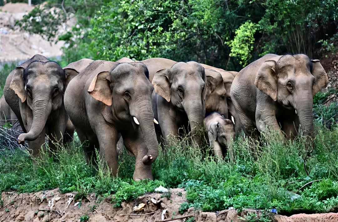 报告文学作品《穿越人间的象群》，对“象群迁移”的深度追踪