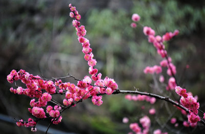 湘江副刊 新春专版②∣插枝梅花迎新年