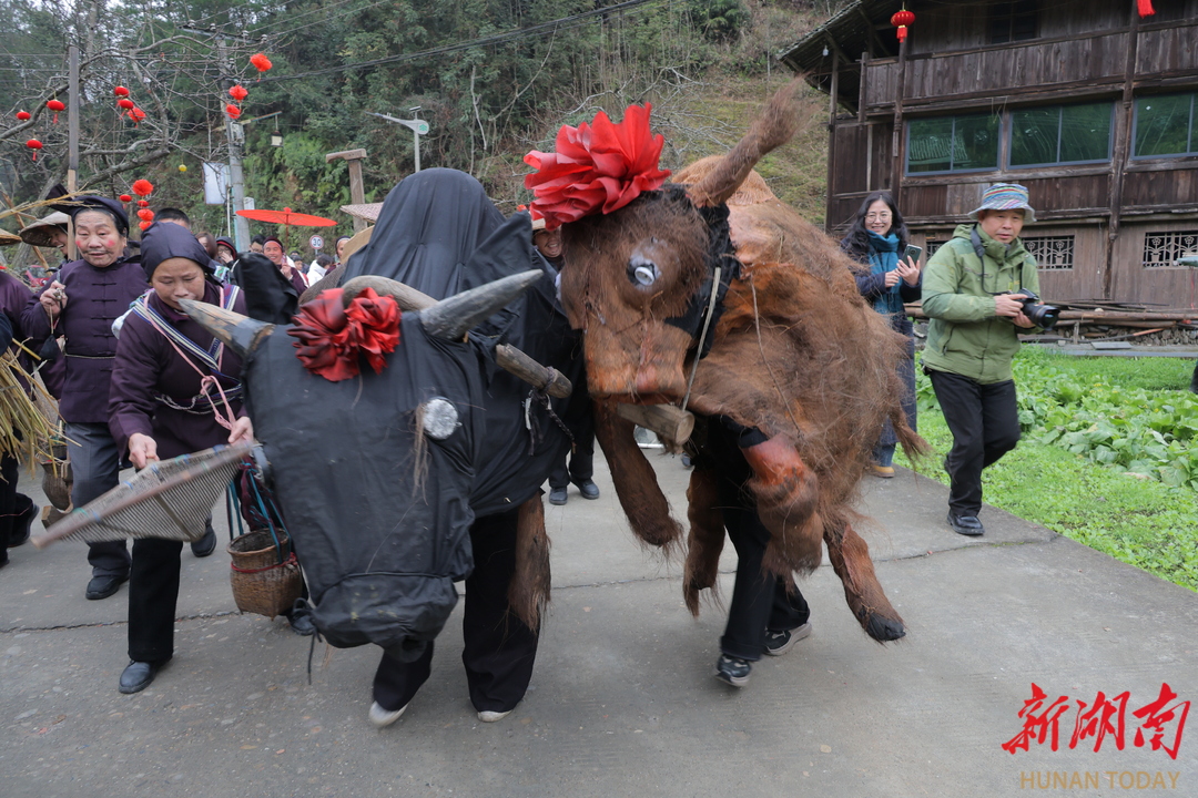 通道：闹春牛，祈丰年