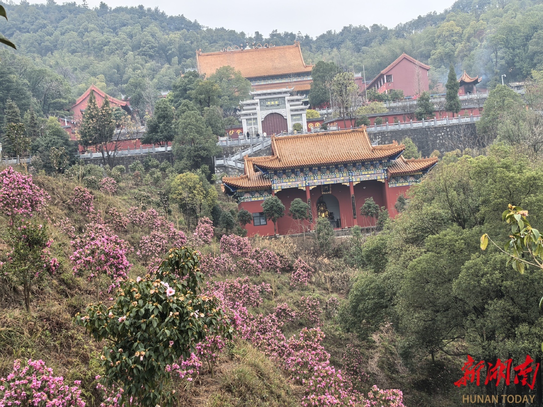 正月初一登山捡柴赏花记