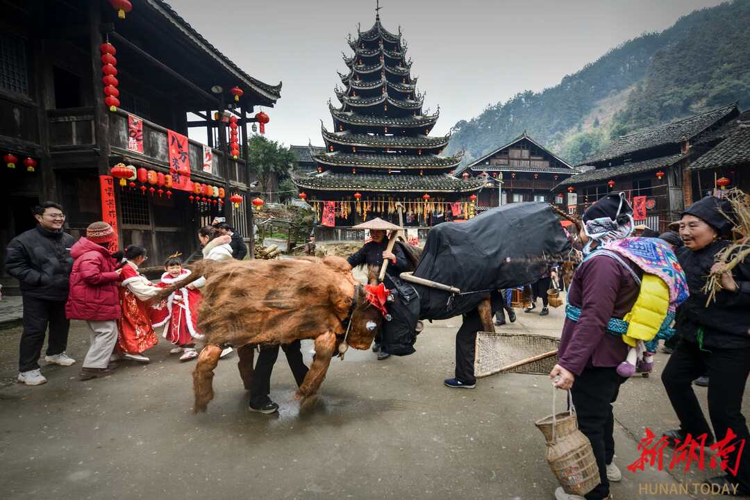 图片新闻 | 侗寨“春牛”闹醒春天