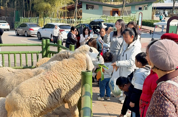 人挤人也要去的动物园到底有什么魔力？