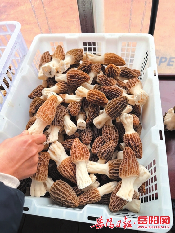 临湘市坦渡镇大和村：羊肚菌丰收采摘忙