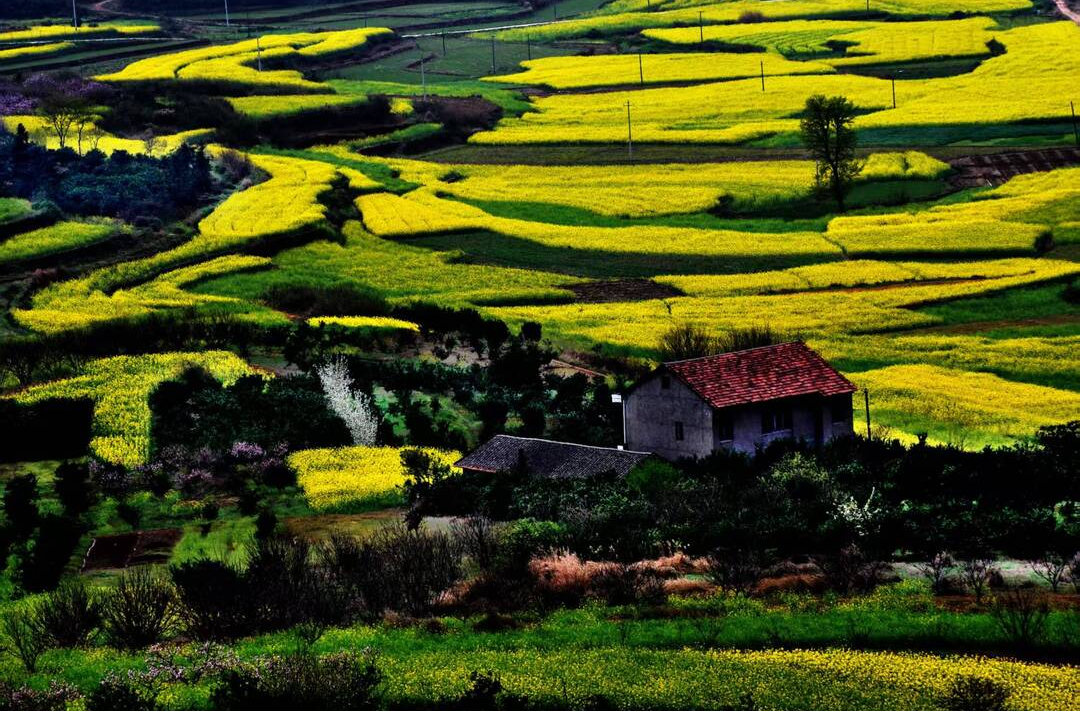 散文｜向绪俊：桃花红 梨花白 菜花黄