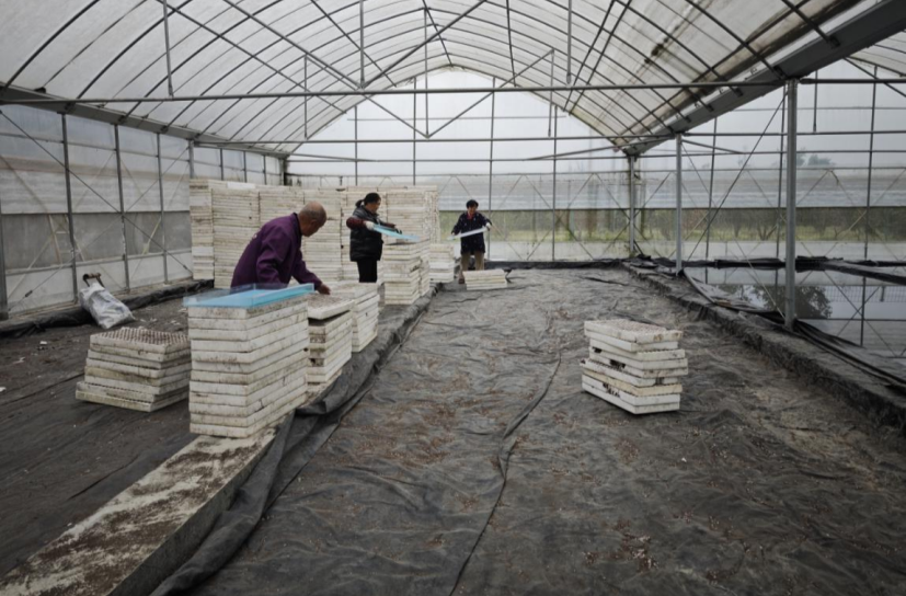 龙山烤烟育苗播种忙