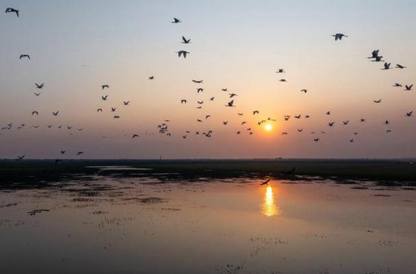 【新春走基层】洞庭湖“护鸟人” 为万千羽翼暖冬
