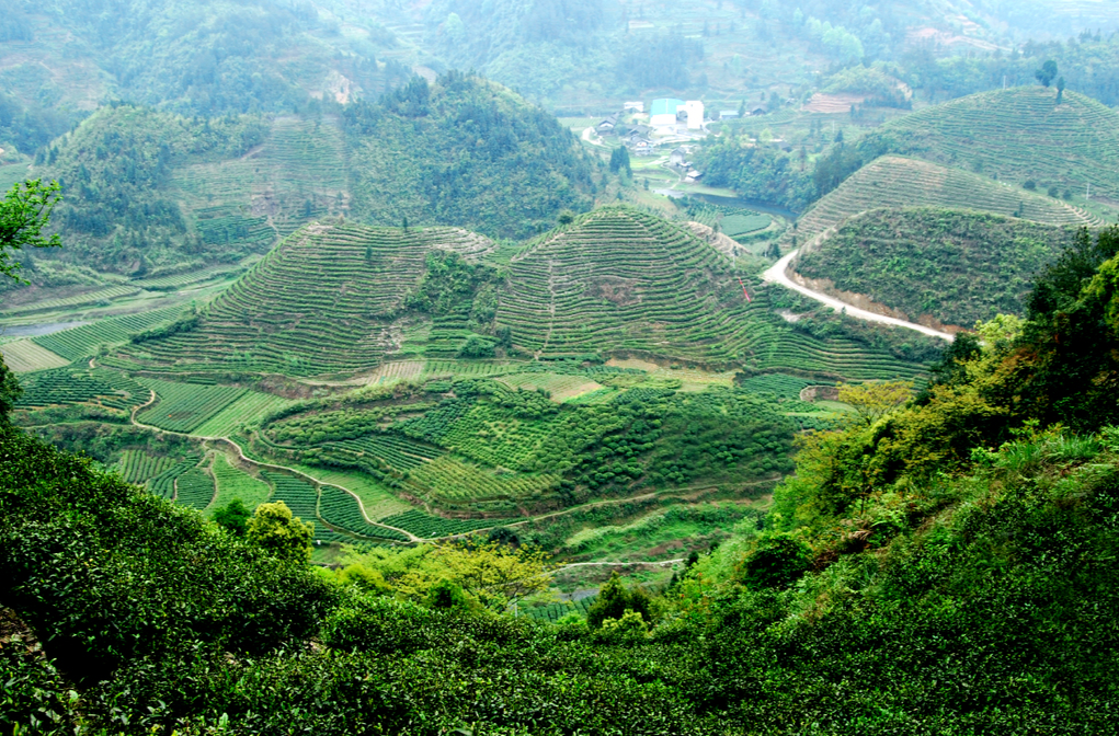 一片叶“变身”一个园 保靖黄金茶迎“抹茶时代”