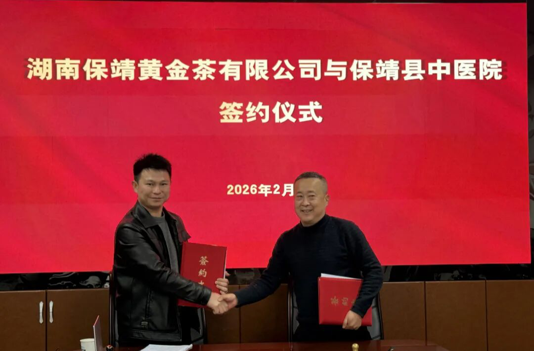 保靖黄金茶开启茶药同源新赛道