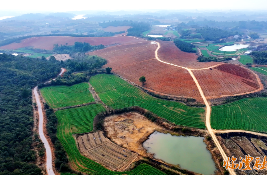 临澧四新岗镇：万亩油茶林下药飘香 打造立体富民产业链