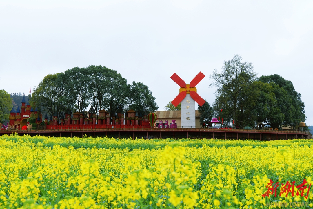 油茶花节约期将至 会同“稻香诗田”静候客来