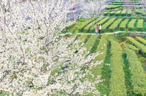 春满茶园@湖南日报图片新闻