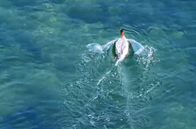 真香！中华秋沙鸭沅江觅食，灵动身影勾勒生态画卷