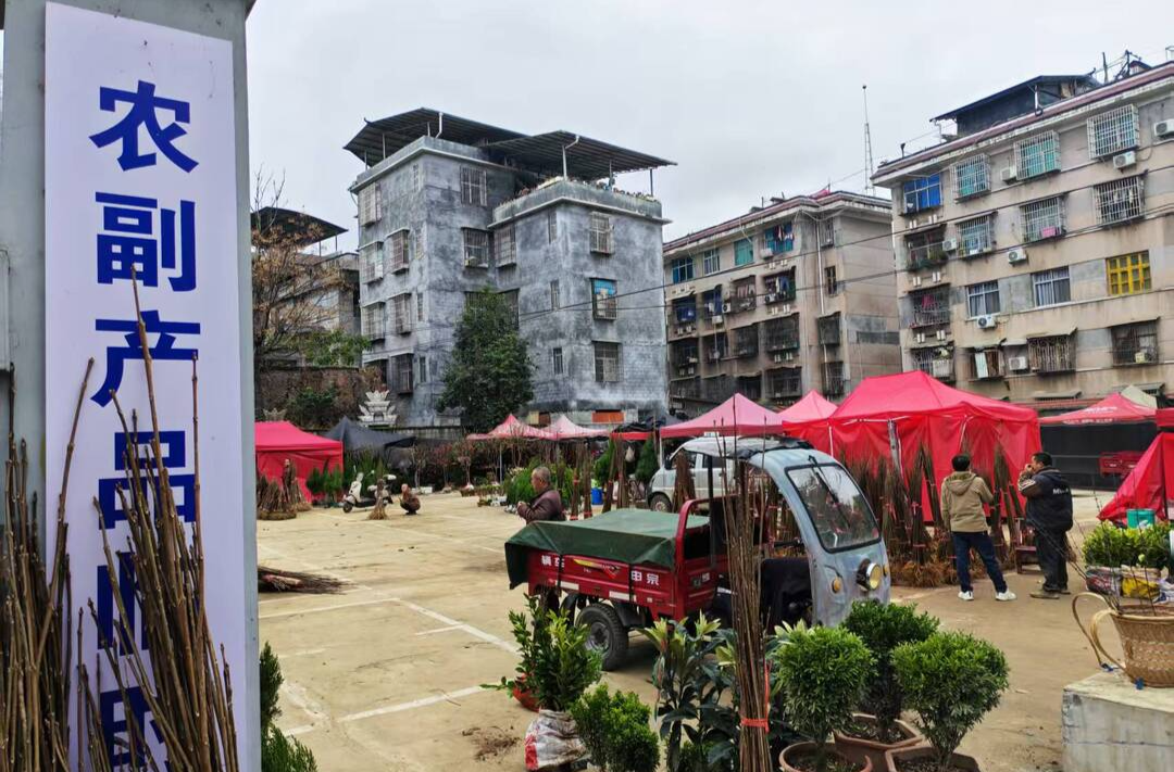 龙山：人勤春早苗木俏 春日苗圃迎热销