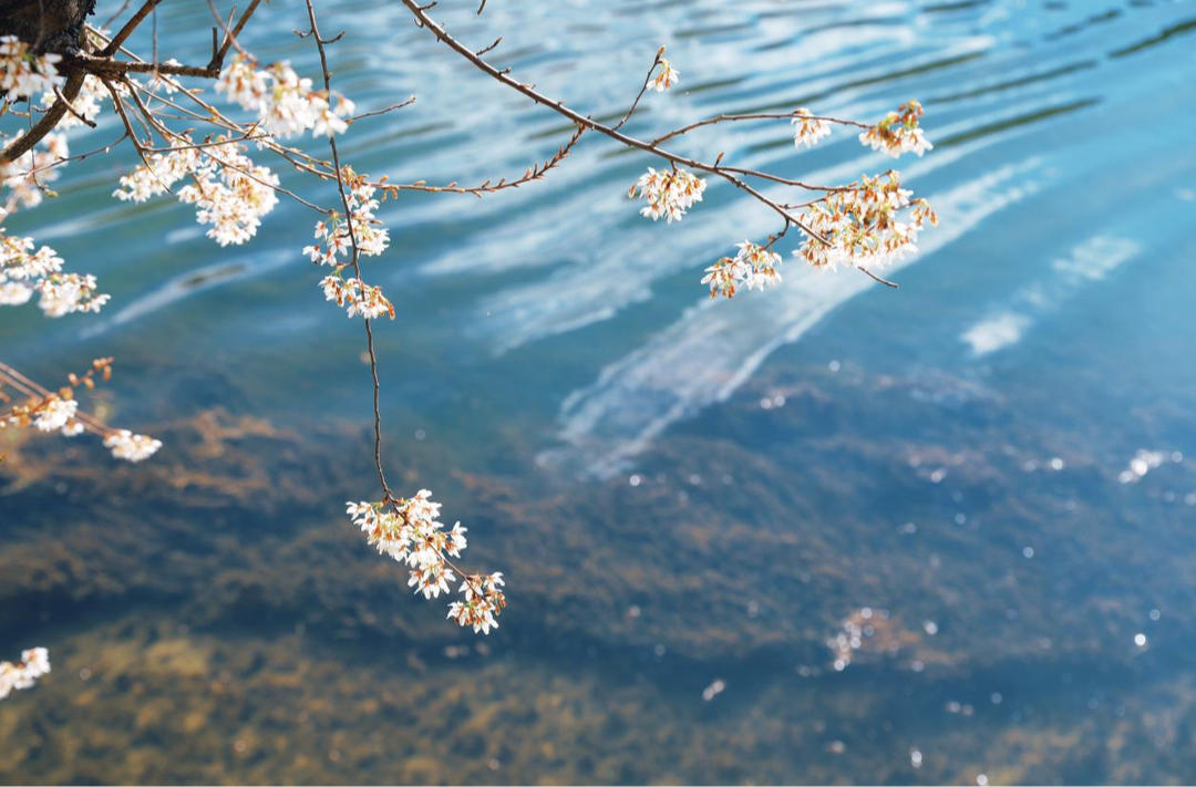 散文｜黄文渊：古城赏春