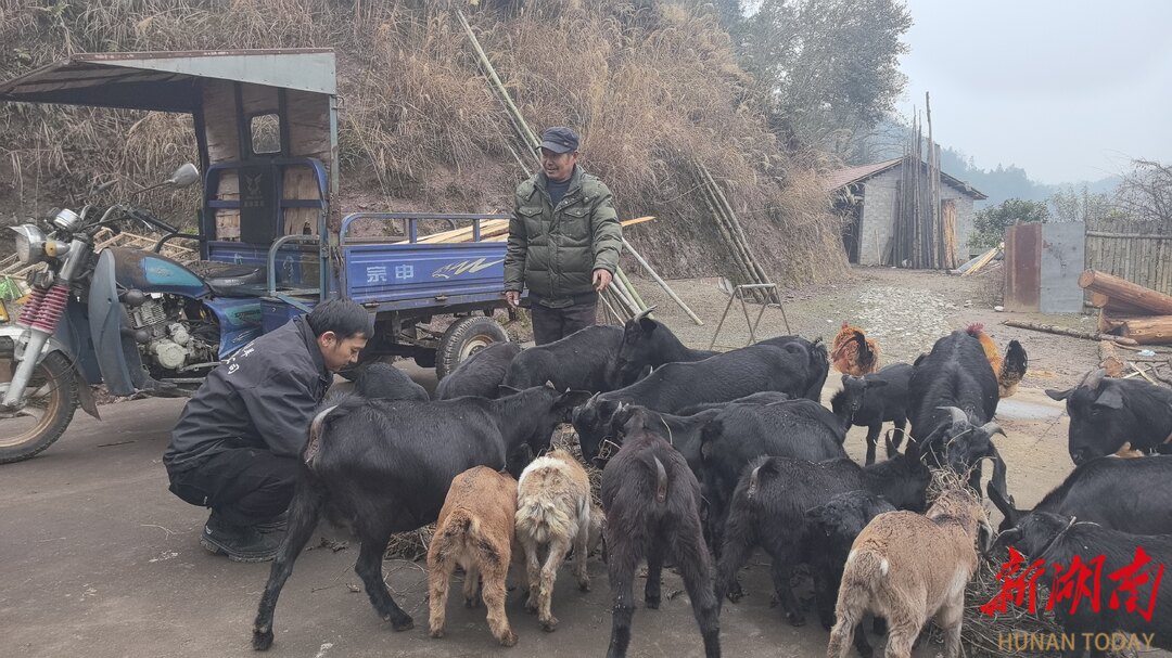 山间响彻羊铃声——常德鼎城区发展庭院经济助农增收见闻