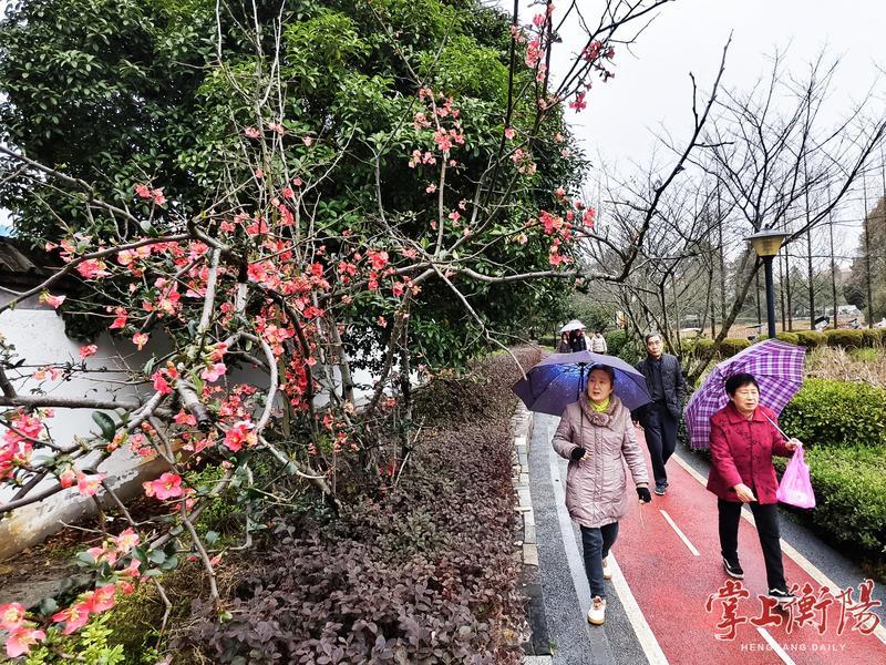 春意闹！西湖公园的花儿提早绽放