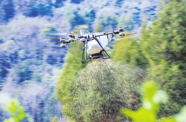 龙山百合田里的“空中肥匠”@湖南日报图片新闻