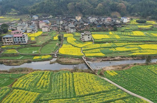 图片新闻 | 油菜花扮靓春日村景