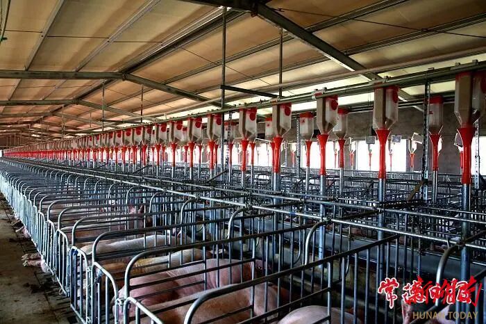 常德畜牧水产质效双升赋能乡村振兴                                                                                                     