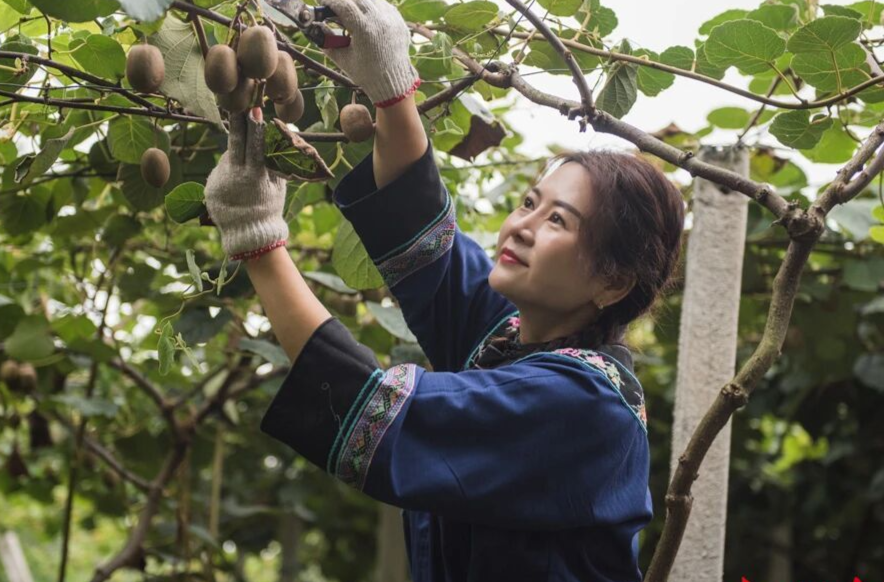 从留守妇女到致富能手——记全国三八红旗手、麻阳苗之灵合作社理事长谭霞