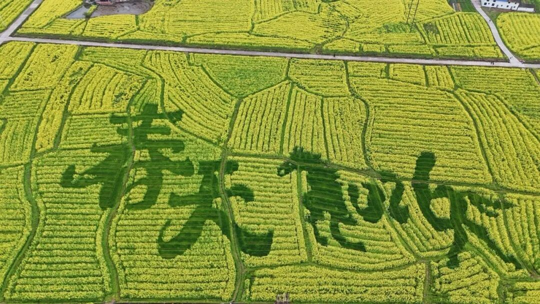 到湖南這些油菜花海拍照，你能把春天裝進朋友圈|花田不錯①