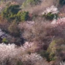 航拍桃源野樱花成片绽放，美！