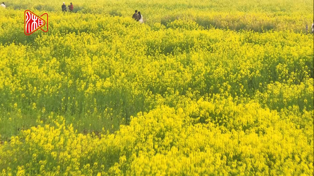 洋湖湿地公园连片的油菜花开成海