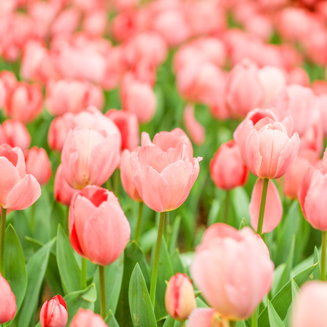 会同：春日氛围感拉满  5万株郁金香竞相绽放