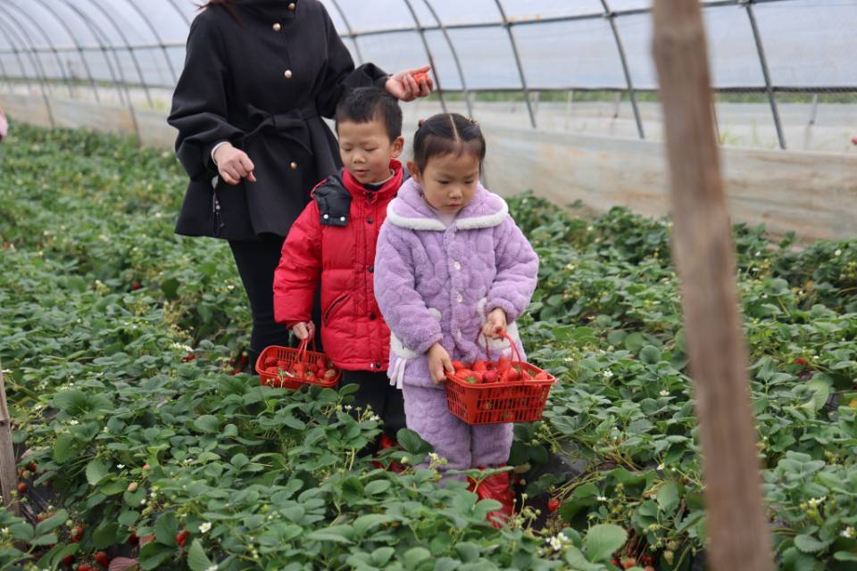 “君品君山·甜蜜柳林”君山区第五届草莓采摘季甜蜜启幕