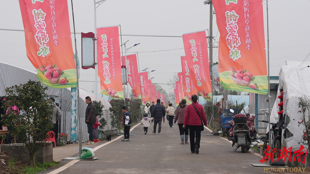 “君品君山·甜蜜柳林”君山区第五届草莓采摘季甜蜜启幕
