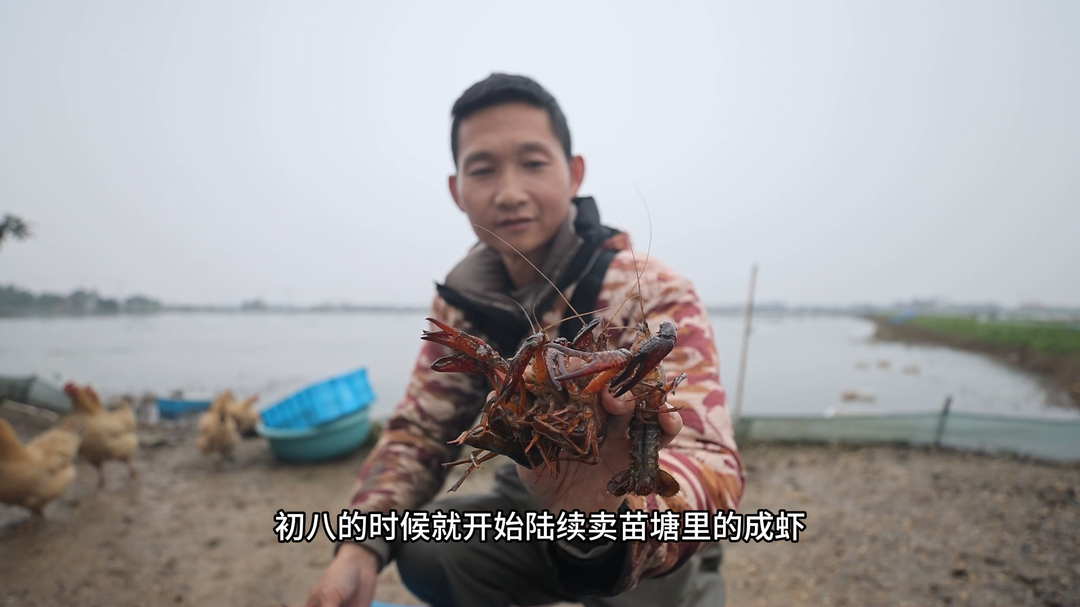 望城靖港：“一稻三虾”促增收 抢鲜备虾忙