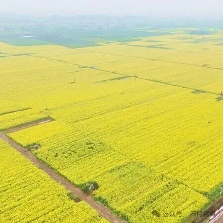 春日限定浪漫！石门易家渡油菜花海邀你赴约