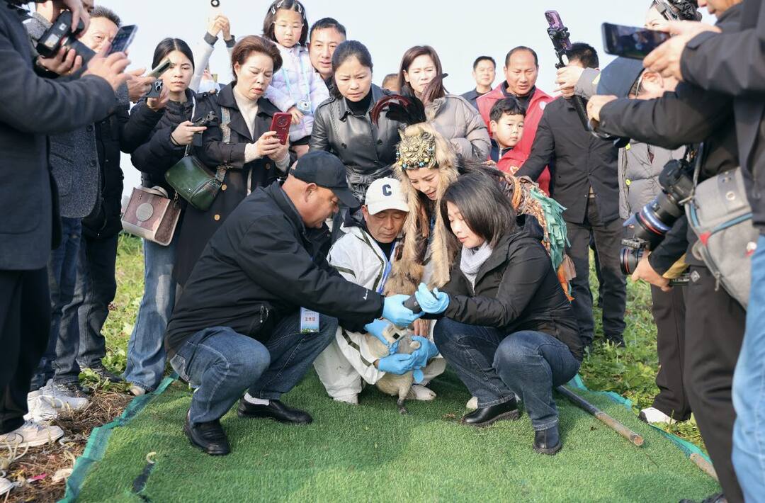 “小七”展翅北归 “暂别”岳阳人民