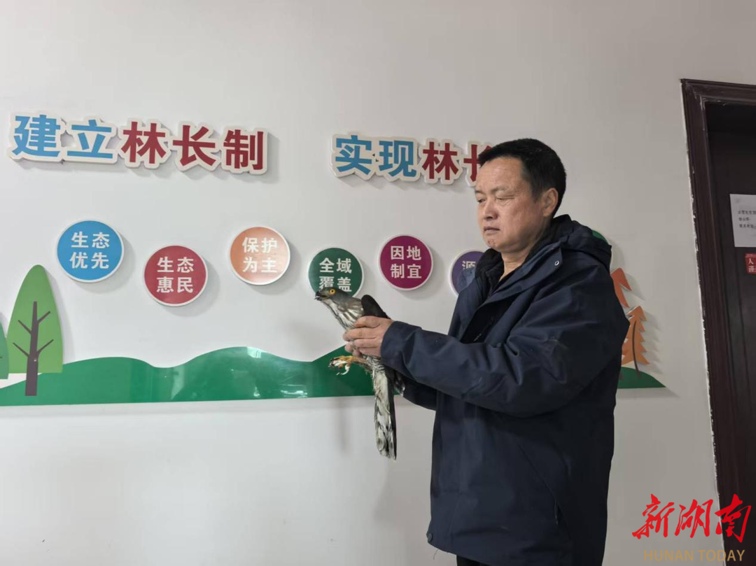 新晃成功救助国家二级保护动物凤头鹰