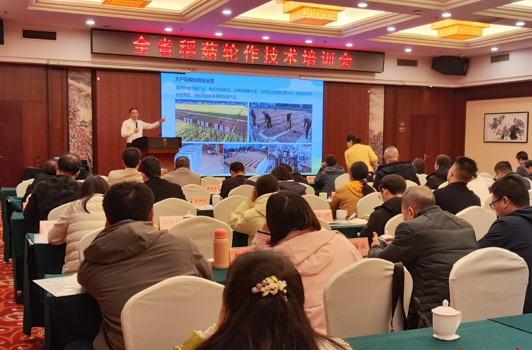 种完水稻再种菇，亩产值超万元！