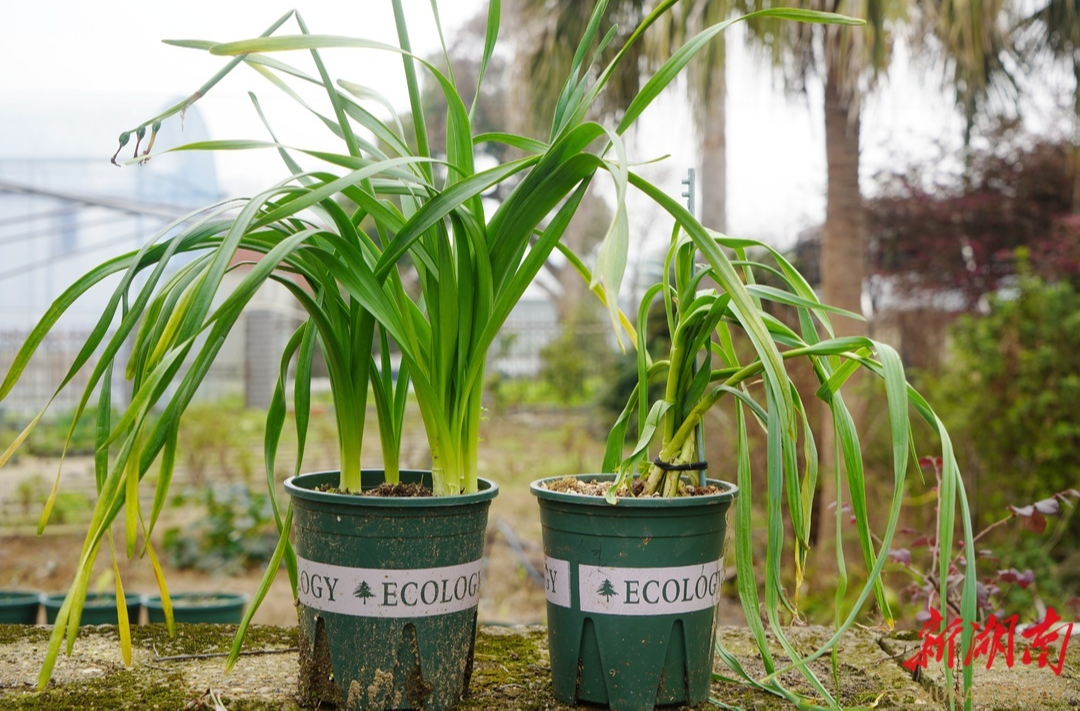 水仙、百合、蒜苗等傻傻分不清？教你一招辨清 “毒美人”