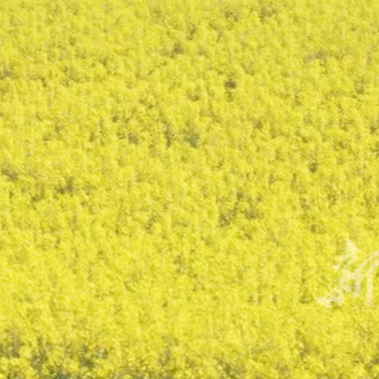 “约，常德版‘莫奈花园’在这里！”