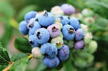 蓝莓不是越大越好 4个技巧教你选出好蓝莓