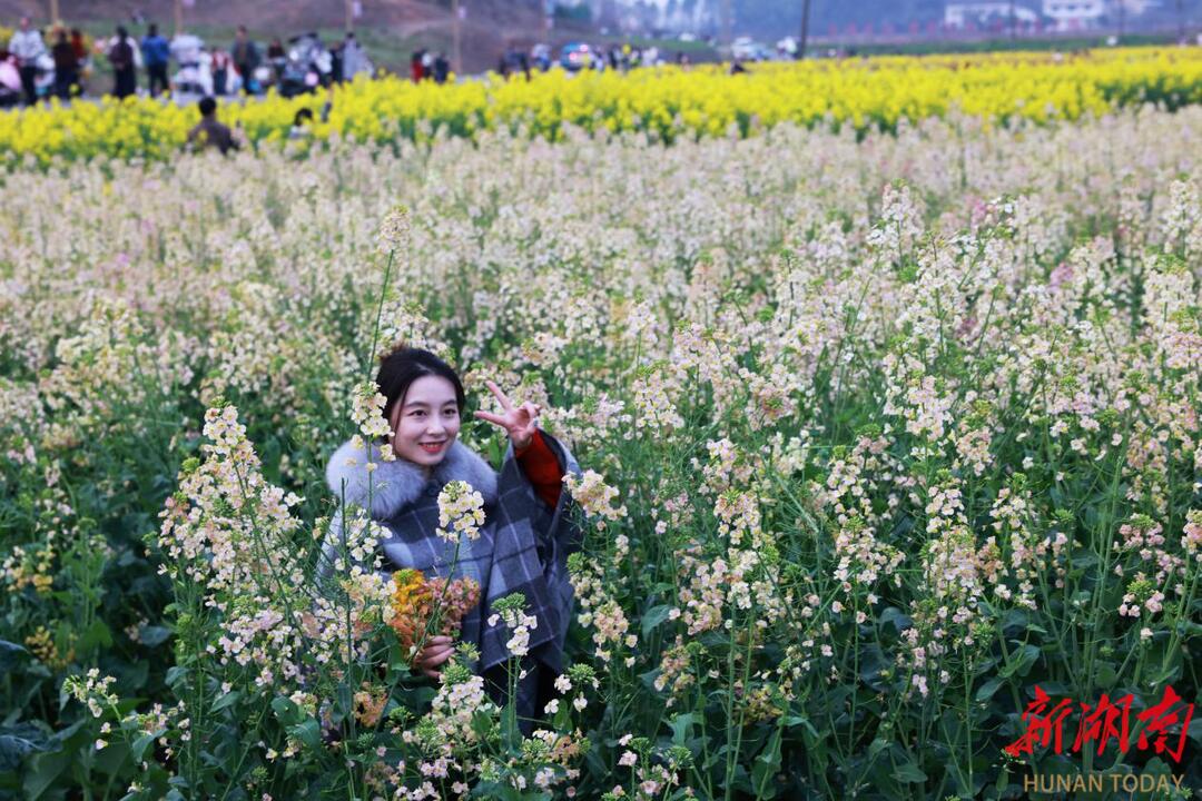 “花”样珠晖：除了浅黄，还有玫红米白淡粉橘黄！这片“彩色”油菜花惊艳上线