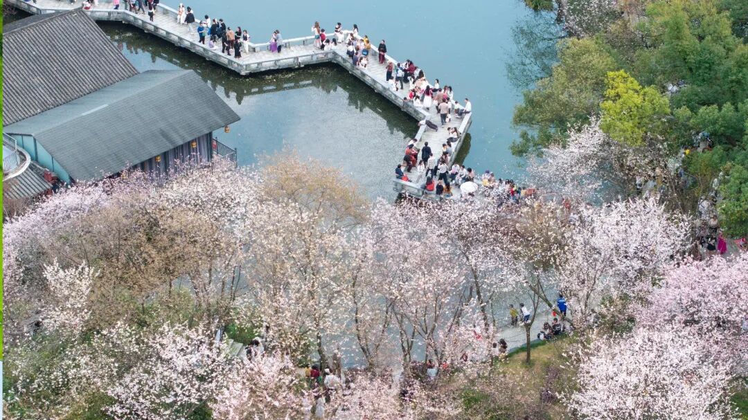 一键收藏！湖南赏花全攻略