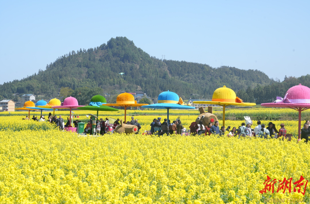 共赴一场春日之约——2026湖南油菜花节主会场开幕式见闻