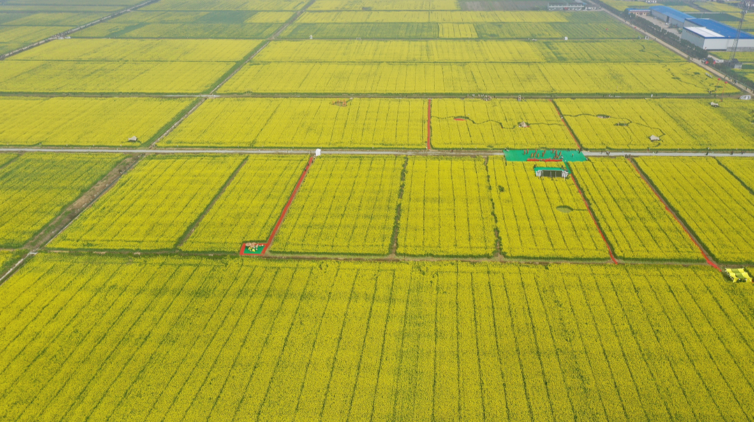 2026年岳阳县中洲油菜花赏花季暨凌云宝塔文化旅游推广活动精彩启动