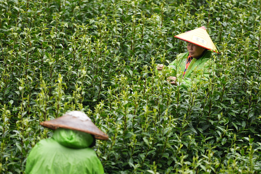 春醒茶山，15.8万亩保靖黄金茶迎“头采”