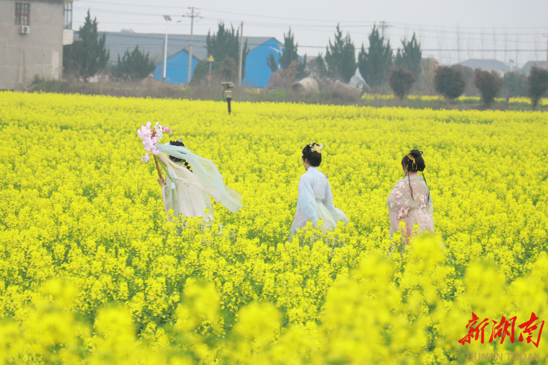 小镇油菜花“开”出致富路@湖南日报