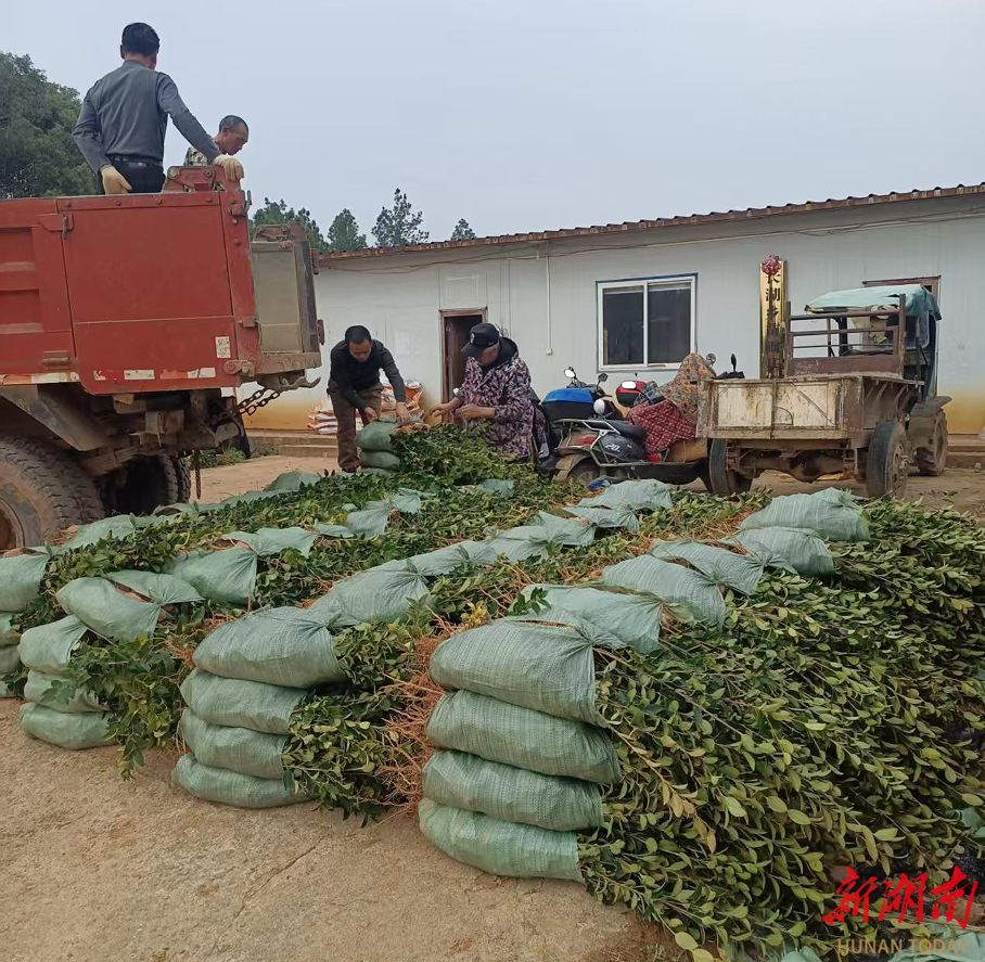 岳阳县：抢抓春光持续扩面 油茶产业跑出“加速度”