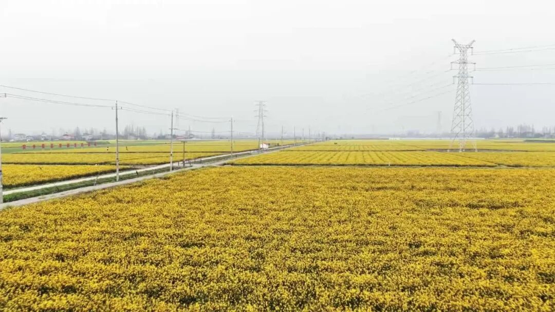 安乡“稻稻菜”绘就绿色春耕画卷