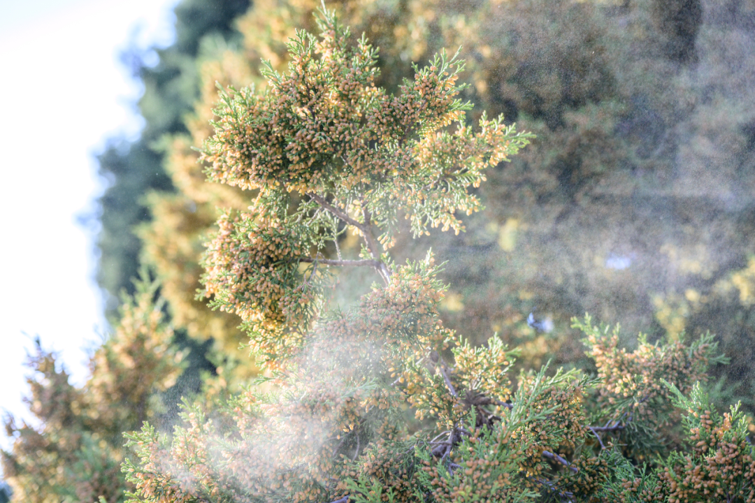 花粉季来袭！出现这些状况，千万别硬扛