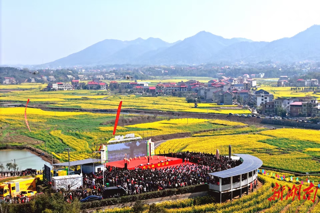 组图|金色花海！双峰县万亩油菜花开