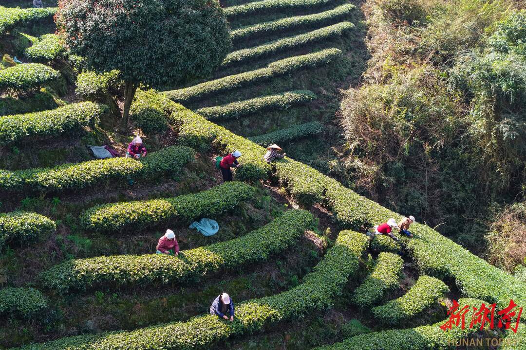 通道春茶抢“鲜”开采