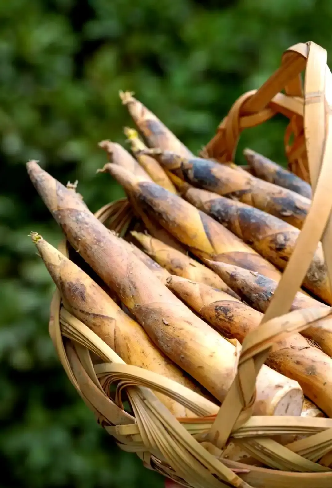 湘潭雷笋破土而出